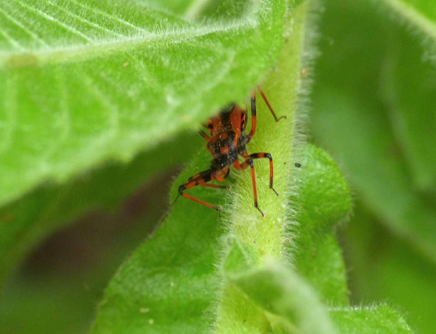 Reduviidae: Rhynocoris iracundus su Inula viscosa